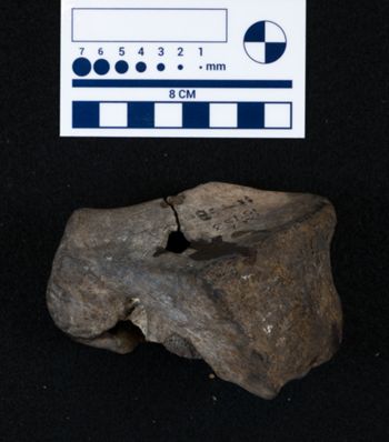 Media type: image;   Vertebrate Paleontology VPM-15735 Description: Photograph of an articular surface of a tarsal bone of MCZ VPM-15753, Mammuthus primigenius.;
